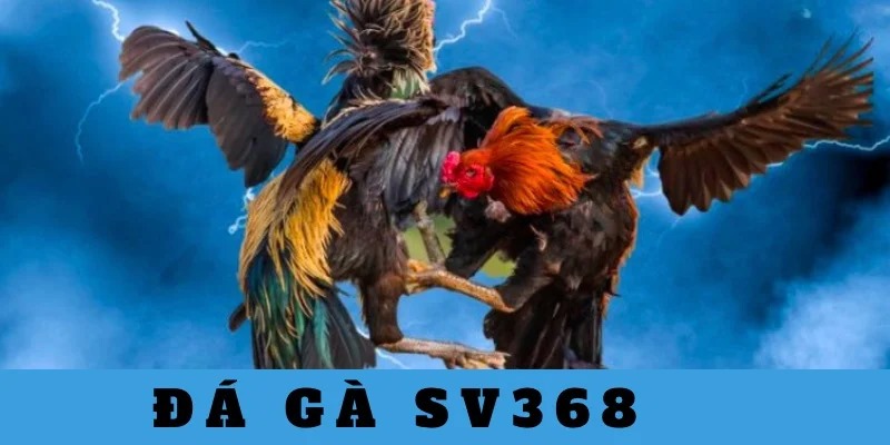 Cá cược Đá gà SV368 được nhiều người yêu thích